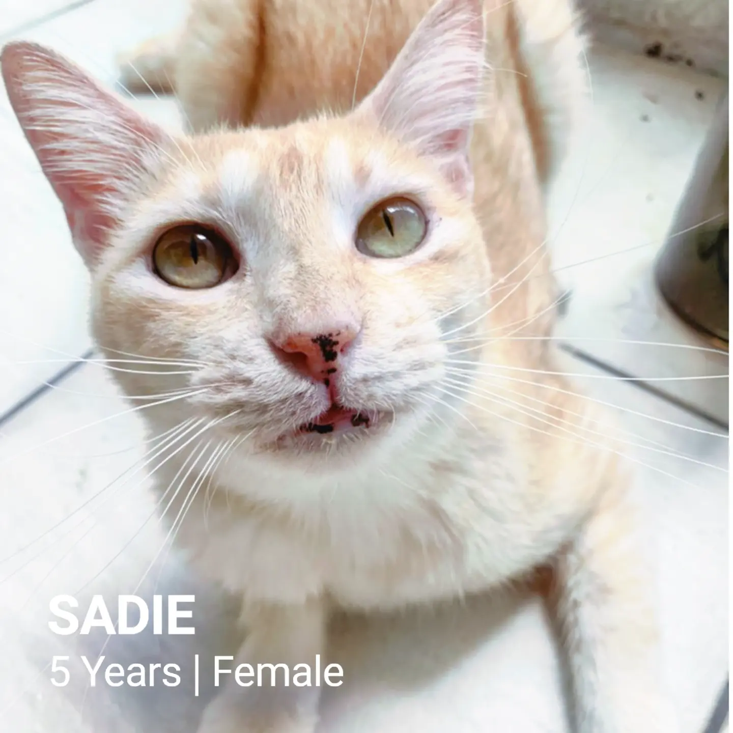 Sadie - Domestic Short Hair Cat