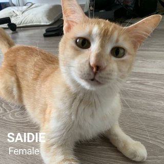 Sadie - Domestic Short Hair Cat