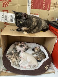 Protective mama girl watching over her kittens ❤️