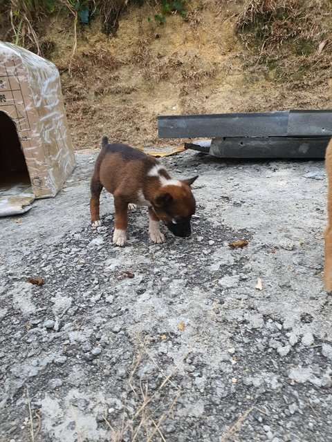 Mini - Mixed Breed Dog