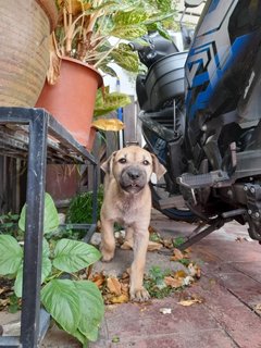 Glo - Mixed Breed Dog