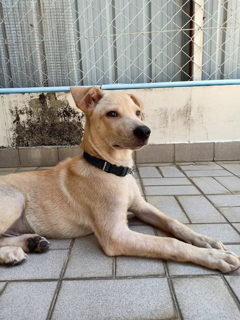 Aureus - Mixed Breed Dog