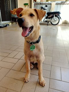 Aureus - Mixed Breed Dog