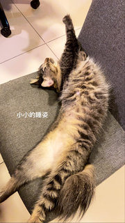 Xiaoxiao  - Domestic Short Hair Cat