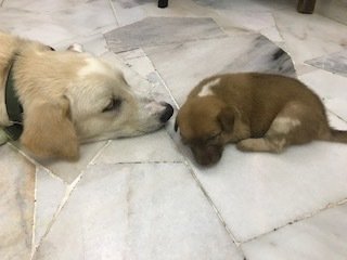 Puppies For Adoption - Male And Female - Mixed Breed Dog