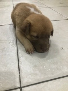 Puppies For Adoption - Male And Female - Mixed Breed Dog