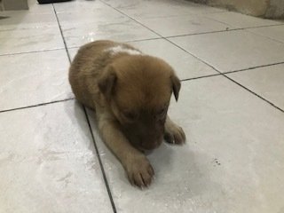 Puppies For Adoption - Male And Female - Mixed Breed Dog