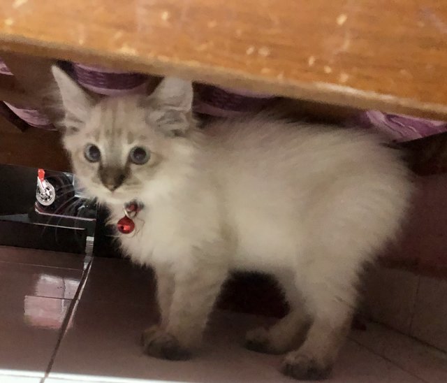 Putih - Domestic Medium Hair + Siamese Cat