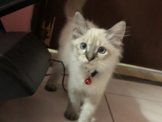 Putih - Domestic Medium Hair + Siamese Cat