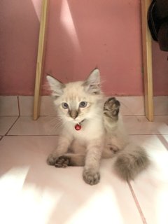 Putih - Domestic Medium Hair + Siamese Cat