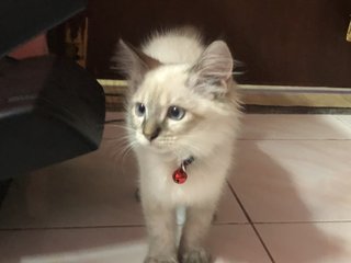 Putih - Domestic Medium Hair + Siamese Cat