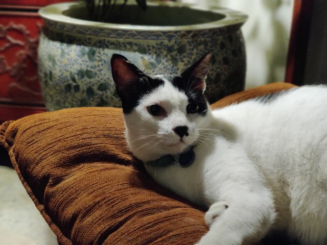 Patches - Domestic Medium Hair Cat