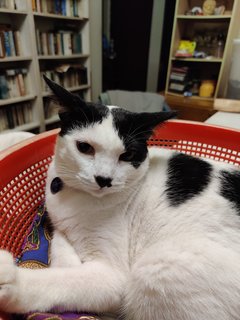 Patches - Domestic Medium Hair Cat