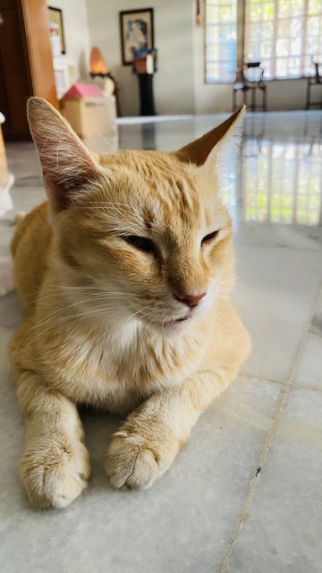 Ginger - Domestic Short Hair Cat