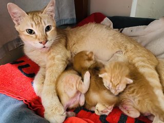 Ginger - Domestic Short Hair Cat