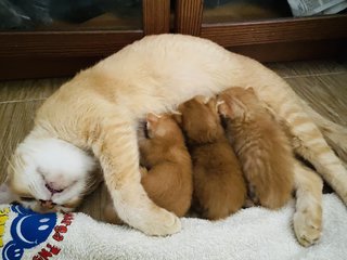 Ginger - Domestic Short Hair Cat