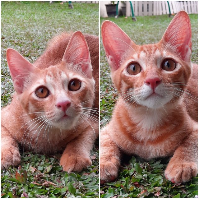 Leon &amp; Simba - Domestic Short Hair Cat