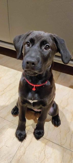 Iris - Labrador Retriever Dog