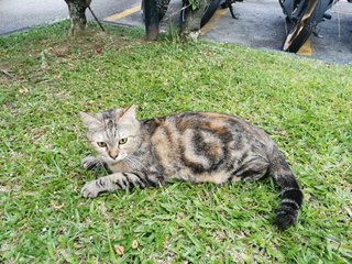 Coffee - Domestic Short Hair Cat