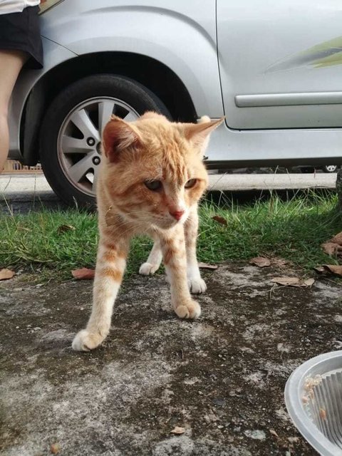 Orange - Domestic Short Hair Cat