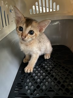 Minnie - Abyssinian + Domestic Short Hair Cat