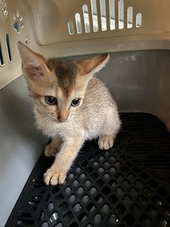 Minnie - Abyssinian + Domestic Short Hair Cat