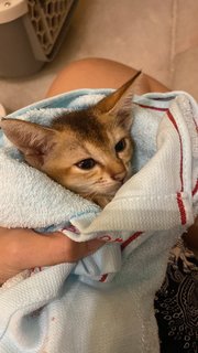 Minnie - Abyssinian + Domestic Short Hair Cat