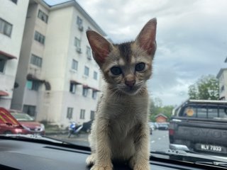 Minnie - Abyssinian + Domestic Short Hair Cat