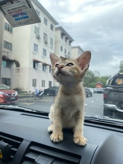 Minnie - Abyssinian + Domestic Short Hair Cat