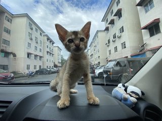 Minnie - Abyssinian + Domestic Short Hair Cat