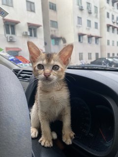 Minnie - Abyssinian + Domestic Short Hair Cat