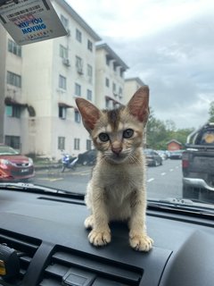 Minnie - Abyssinian + Domestic Short Hair Cat