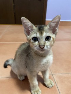 Minnie - Abyssinian + Domestic Short Hair Cat