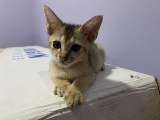 Minnie - Abyssinian + Domestic Short Hair Cat