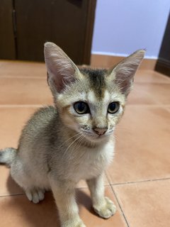 Minnie - Abyssinian + Domestic Short Hair Cat