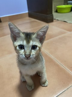 Minnie - Abyssinian + Domestic Short Hair Cat