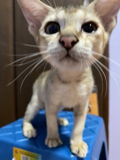 Minnie - Abyssinian + Domestic Short Hair Cat