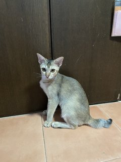 Minnie - Abyssinian + Domestic Short Hair Cat