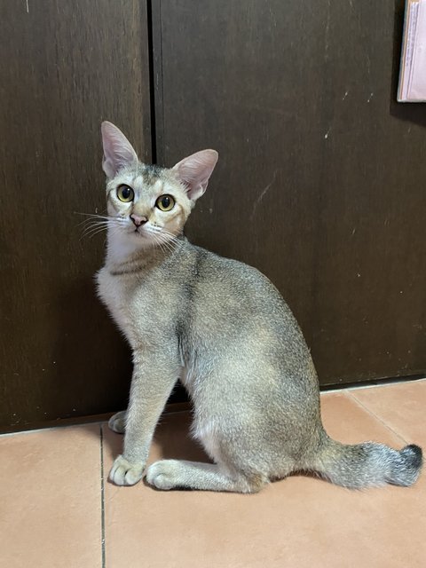 Minnie - Abyssinian + Domestic Short Hair Cat