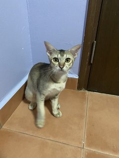 Minnie - Abyssinian + Domestic Short Hair Cat