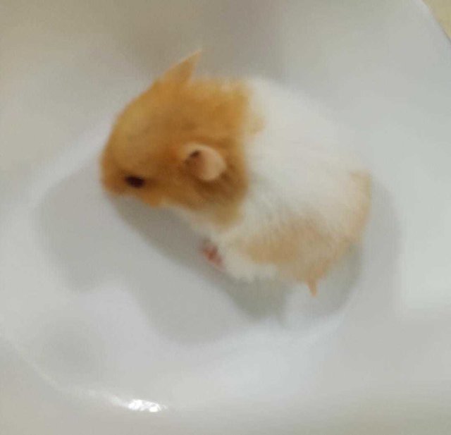 Mini The Golden Syrian - Syrian / Golden Hamster Hamster