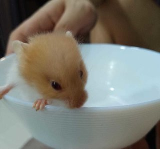 Mini The Golden Syrian - Syrian / Golden Hamster Hamster