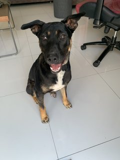 Rocky - Mixed Breed Dog