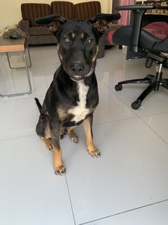 Rocky - Mixed Breed Dog