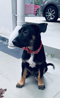 Rocky - Mixed Breed Dog