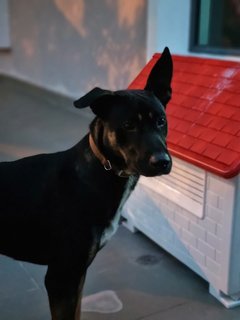 Rocky - Mixed Breed Dog