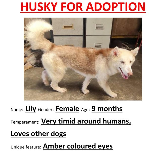 Lily - Husky Dog