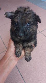 Titi , Kiki  - Mixed Breed Dog