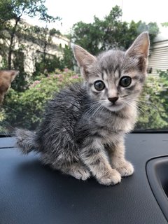 Kitttensss - Domestic Short Hair Cat