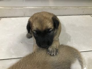 3 Weeks Old Mixed Breed Puppies - Mixed Breed Dog